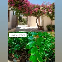 گل گیاه و نهال|گل و گیاه طبیعی|بم, |دیوار