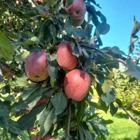 پیوندالماسی|خوردنی و آشامیدنی|مشگین شهر, |دیوار