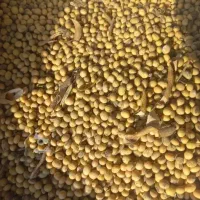 بذر سویا لوبیا روغنی