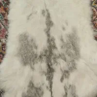 پادری پوست خرگوش یا پوست خرگوش اصل