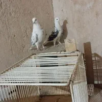یه‌جفت‌کبوتر