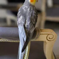 عروس هلندی گم شده
