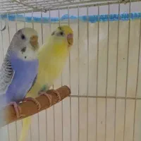 مرغ عشق جفت با جوجه