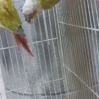 دوعدد گرینچیک دلوته نر 2 ساله