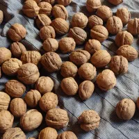 گردو اورگانیک|خوردنی و آشامیدنی|مهاباد (آذربایجان غربی), |دیوار