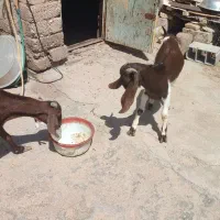 فروش بز با بیگ نر داشتی
