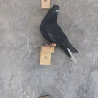 سیاه دم.سفید و طوقی سینه وزاغ