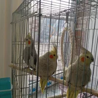 یک جفت عروس هلندی دستی با 2 تا ماده