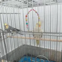 عروس هلندی نرماده|پرنده|بروجرد, |دیوار