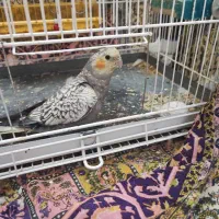 عروس هلندی
