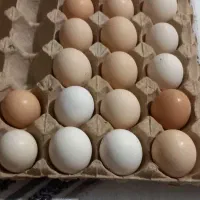 تخم مرغ محلی