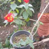 بصورت محدود و زیبا و در گلدانهای بزرگ و خاکی غنی|گل و گیاه طبیعی|رودسر, |دیوار