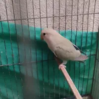 پرنده طوطی برزیلی و فنچ|پرنده|زرندیه, |دیوار