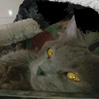 گربه اسکاتیش ترکیش ماده