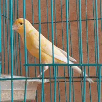 قناری نر|پرنده|خورموج, |دیوار