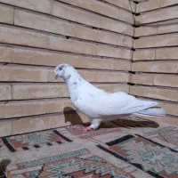 کفتر نر|پرنده|اصفهان, کوی امیریه|دیوار
