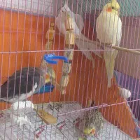 عروس هلندی ۴ تا|پرنده|هشتگرد, شهرک راه آهن|دیوار