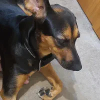 سگ هارهوند دوبر|سگ|رشت, گلزاران|دیوار