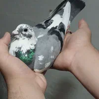 پلاکی مسافتی