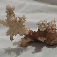 سنگ قیمتی|کلکسیون اشیاء عتیقه|بناب, |دیوار