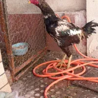 مرغ وخروس لاری