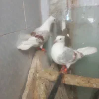 دوکت مهر بدون ایراد