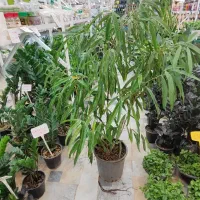 بنجامین آمستل سالنی پتوس سانسوریا دیفن شفلرا ورمی|گل و گیاه طبیعی|قم, ولیعصر|دیوار