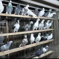 کفتر غریب شهرستان