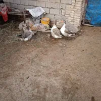 اوردک|حیوانات مزرعه|اهواز, شریعتی جنوبی|دیوار