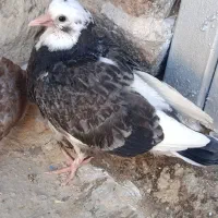 کفتر 2تا جوجه تازه دونخور شده برای جلد کردن