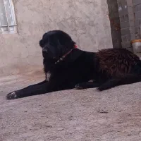 توله سگ یک ساله هم قول نر