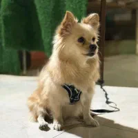 سگ پامر تربیت شده