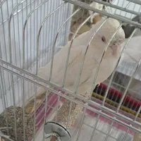 عروس هلندی آلبینو