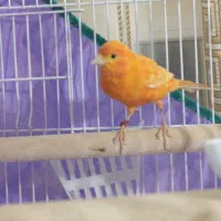 قناری|پرنده|کرمان, |دیوار