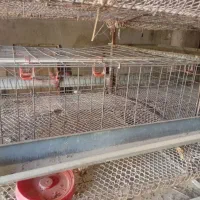 قفس دو طرفه ۴طبقه کبک و بلدرچین ومرغ|لوازم جانبی حیوانات|فردوس (خراسان), |دیوار