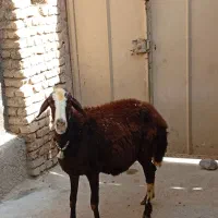 گاو میش افشاری