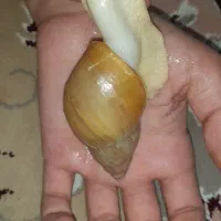 ۲۳عدد حلزون