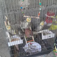 عروس هلندی نژادش تا ۱۰،۱۳تا تخم میزاره