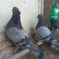 نروماده سبزکاشونی،حسابی بشرط|پرنده|برخوار, |دیوار