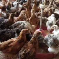 فروش جوجه تبریز