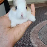 خرگوش لوپ مینیاتوری