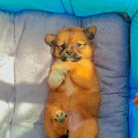 پامر روباهی