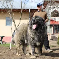 سه تا سگ خارجی از نژاد قفقازی|سگ|اصفهان, الهیه|دیوار