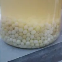 تخم حلزون دانه هزار تومان