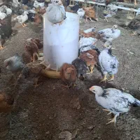 خریدو فروش جوجه محلی گلپایگان