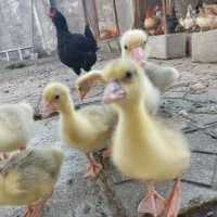 جوجه غاز|حیوانات مزرعه|چابکسر, |دیوار