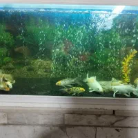 فروش ماهی کوی