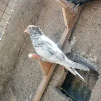 سرور بهبونی|پرنده|شیراز, سیاه سنگ|دیوار