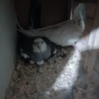 جفت عروس هلندی|پرنده|تهران, نازی‌آباد|دیوار