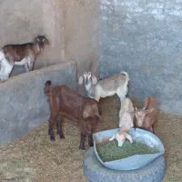 کره ذات دار درجه یک